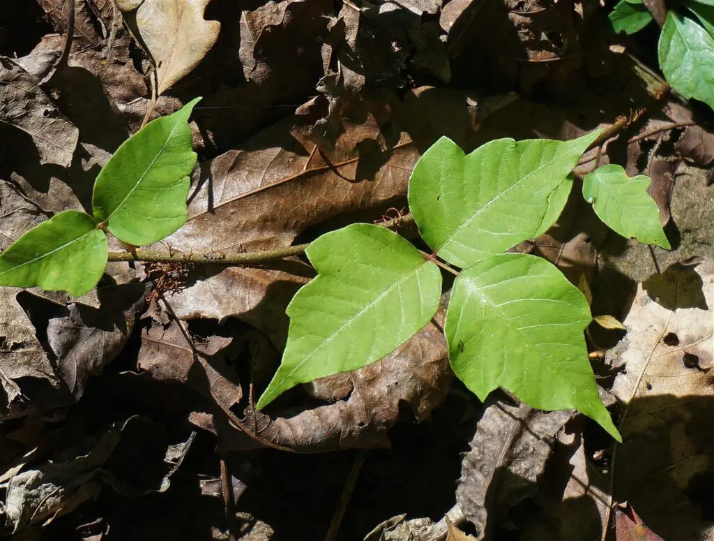 poison ivy leoleobobeo-poison-ivy-1652109_1920 | McGregor PACE