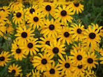 black eyed susans download 2 | McGregor PACE