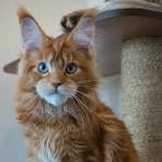 cat photo download 3 | McGregor PACE