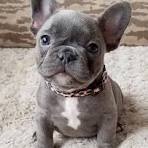 french bulldog download 3 | McGregor PACE