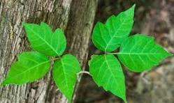poison ivy | McGregor PACE